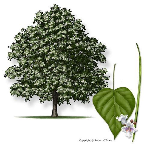 Image of catalpa tree